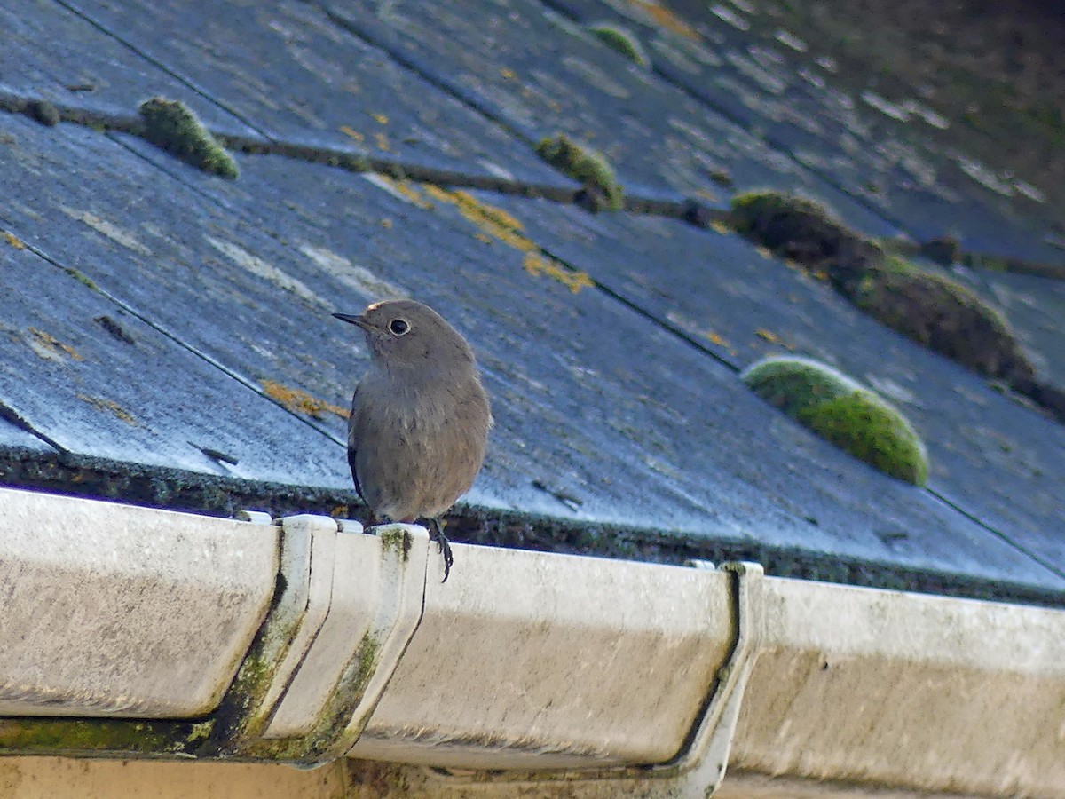 Мойлон гал сүүлт - ML625926982