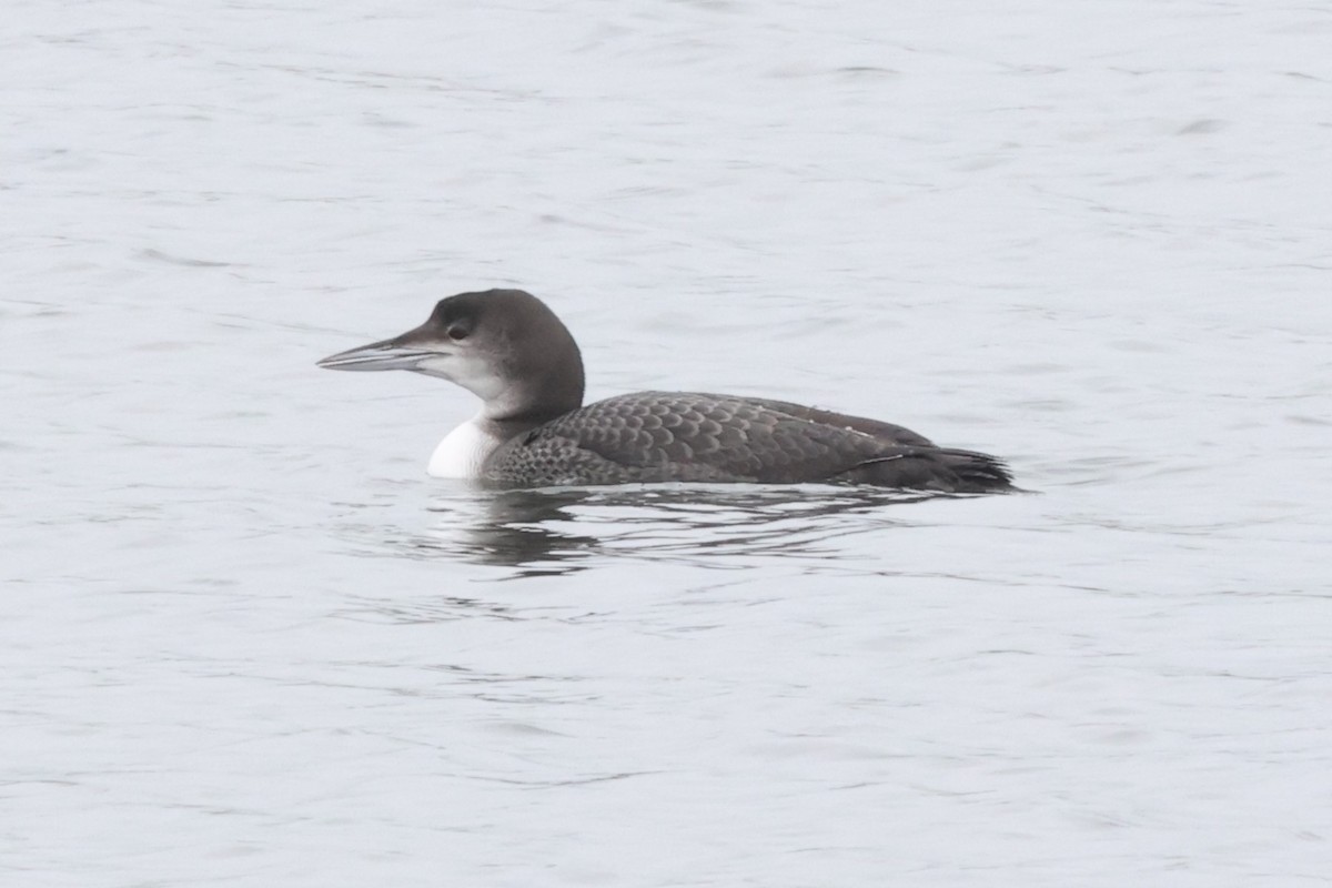 Common Loon - ML625926993