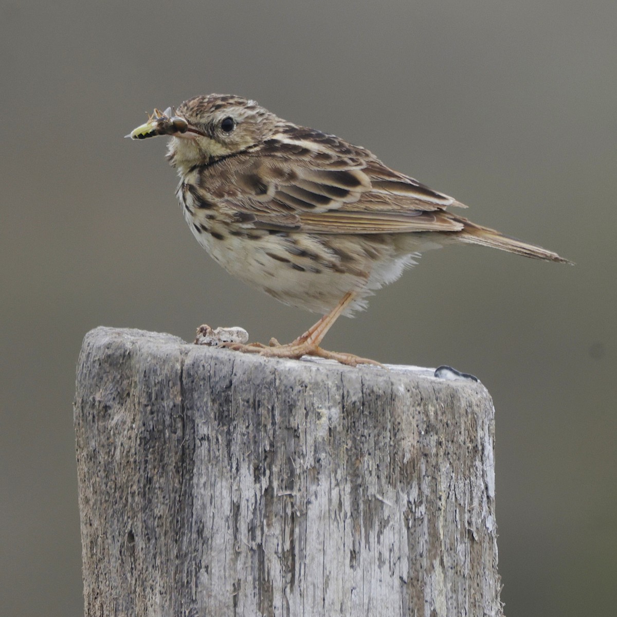 Peruvian Pipit - ML625927023