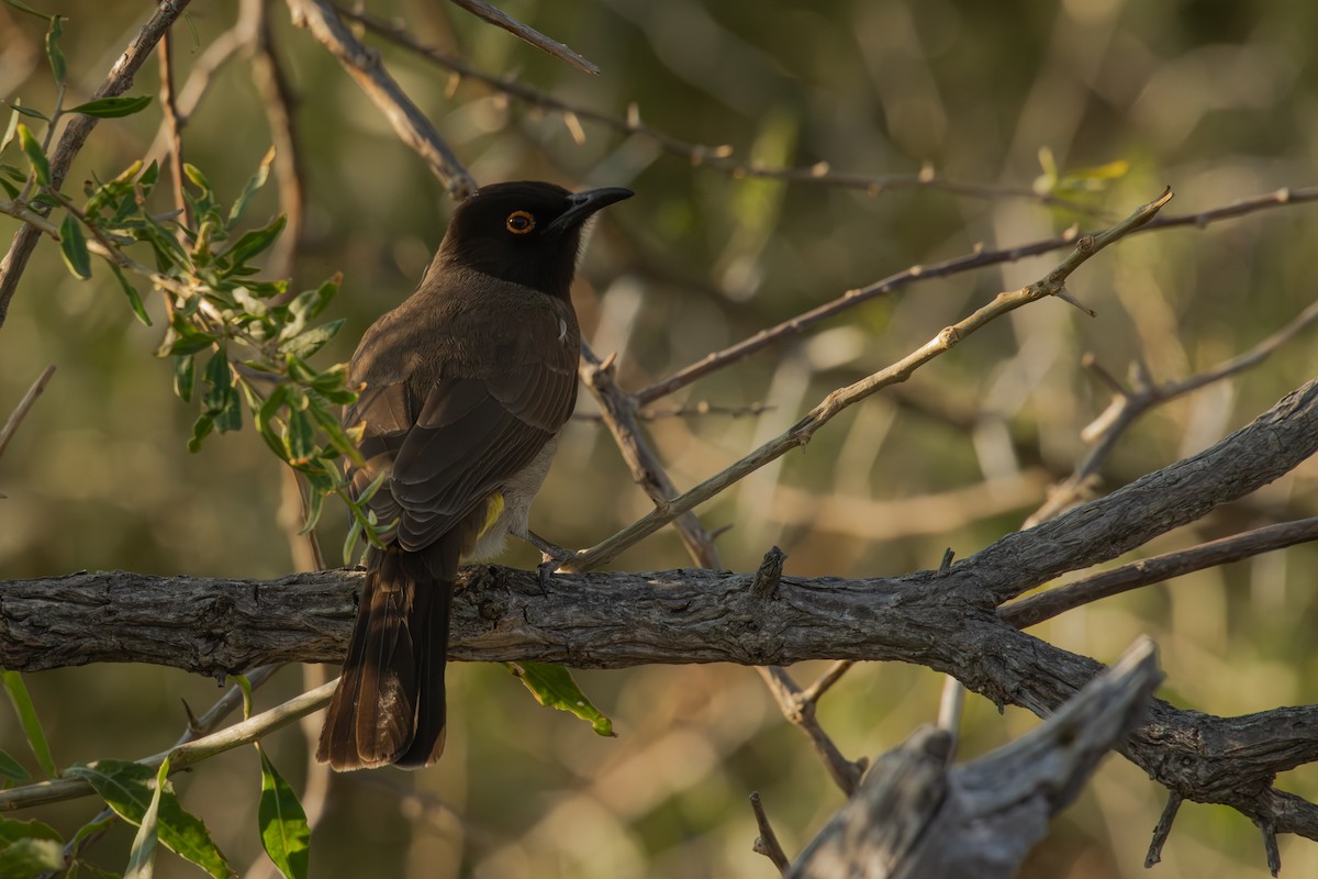 Black-fronted Bulbul - ML625927035