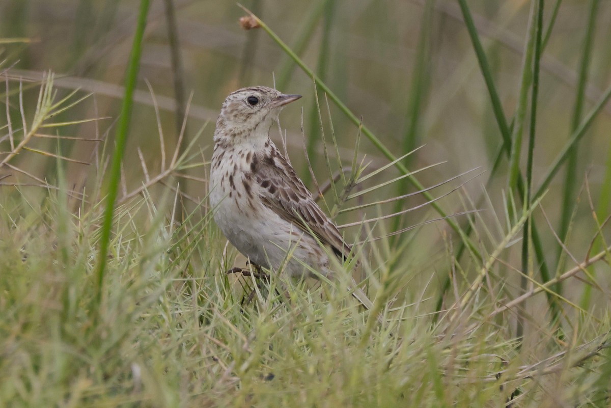 Peruvian Pipit - ML625927075