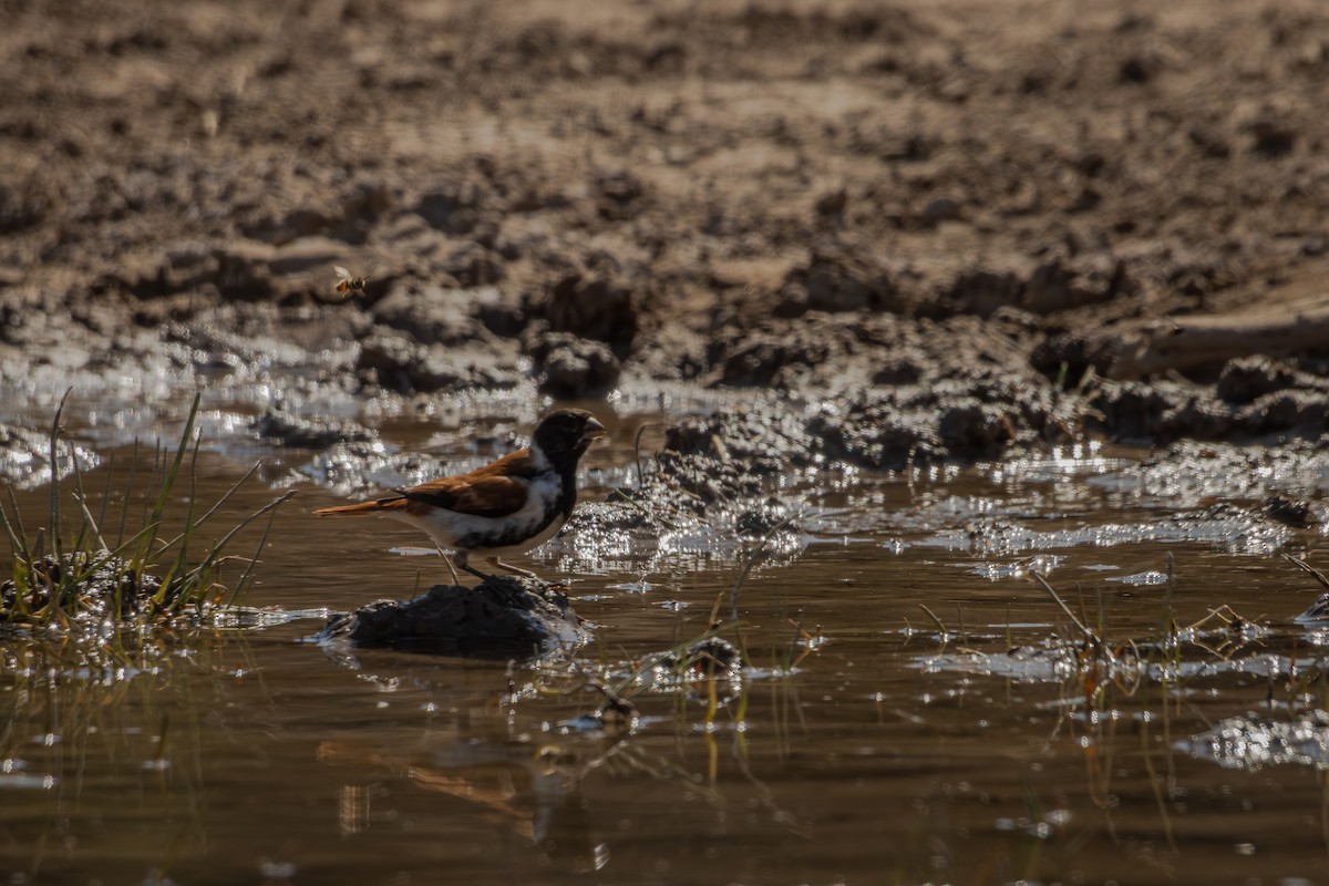 Black-headed Canary - ML625927149