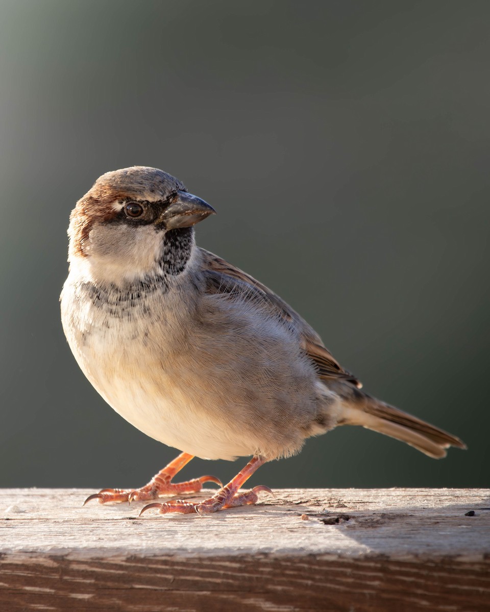 House Sparrow - ML625927243