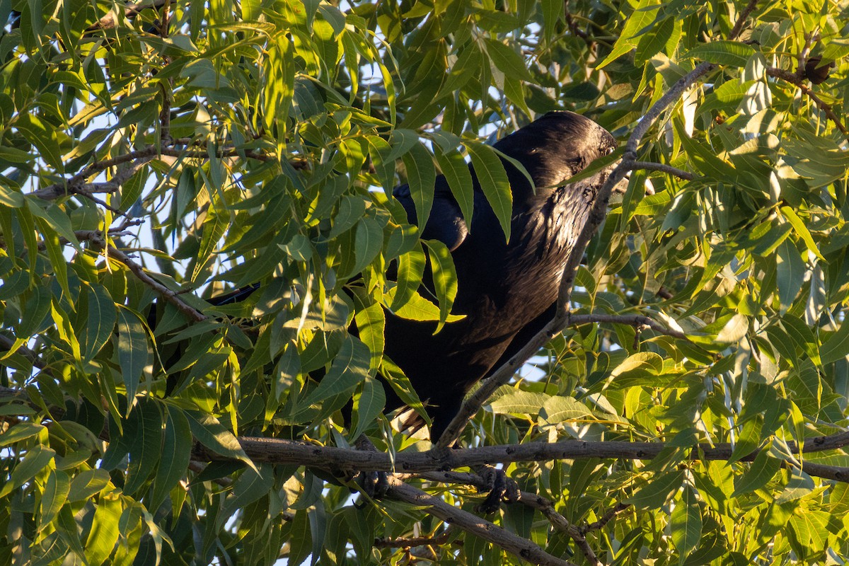 Common Raven - Daniel Griffith