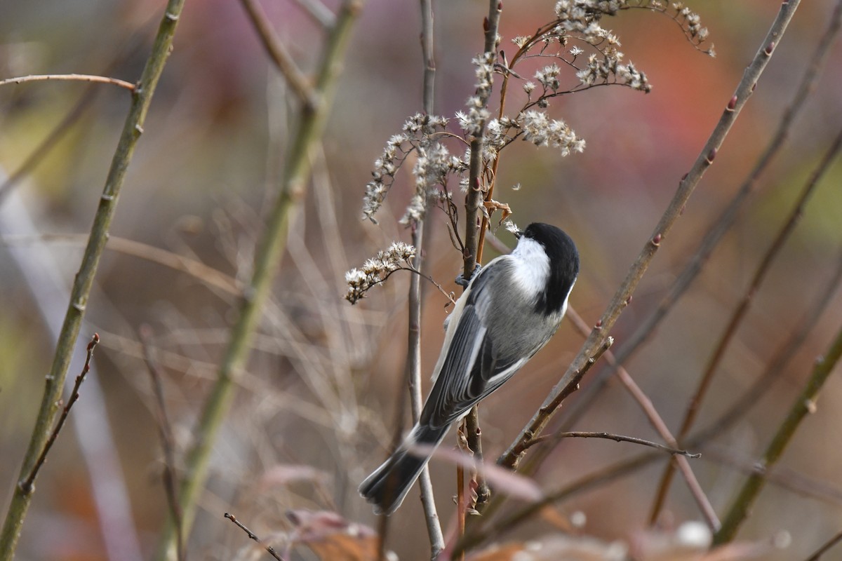 Black-capped Chickadee - ML625927304