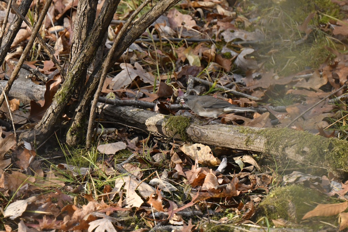 Dark-eyed Junco - ML625927317