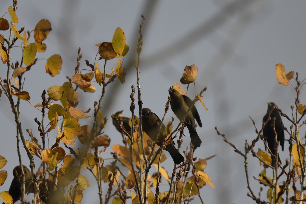 Rusty Blackbird - ML625927328