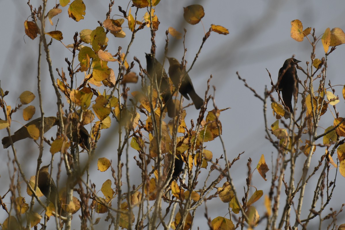 Rusty Blackbird - ML625927330