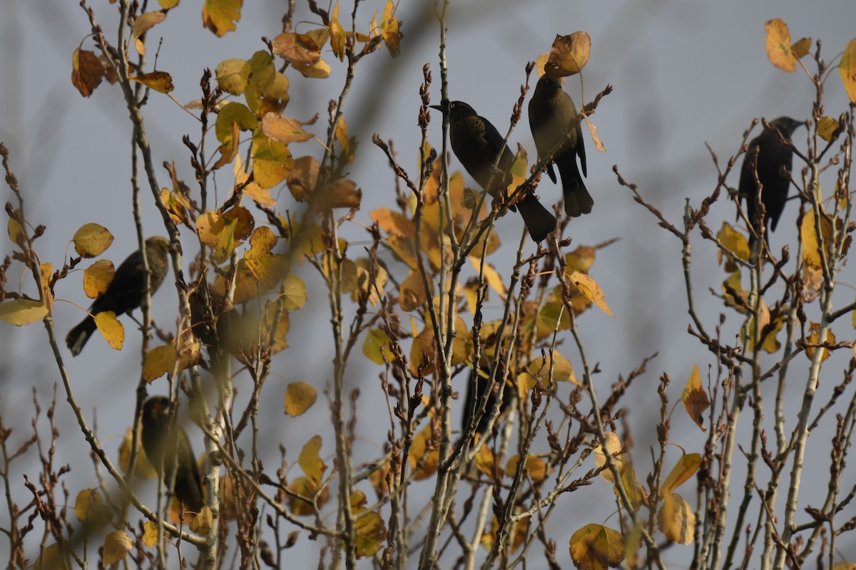 Rusty Blackbird - ML625927352