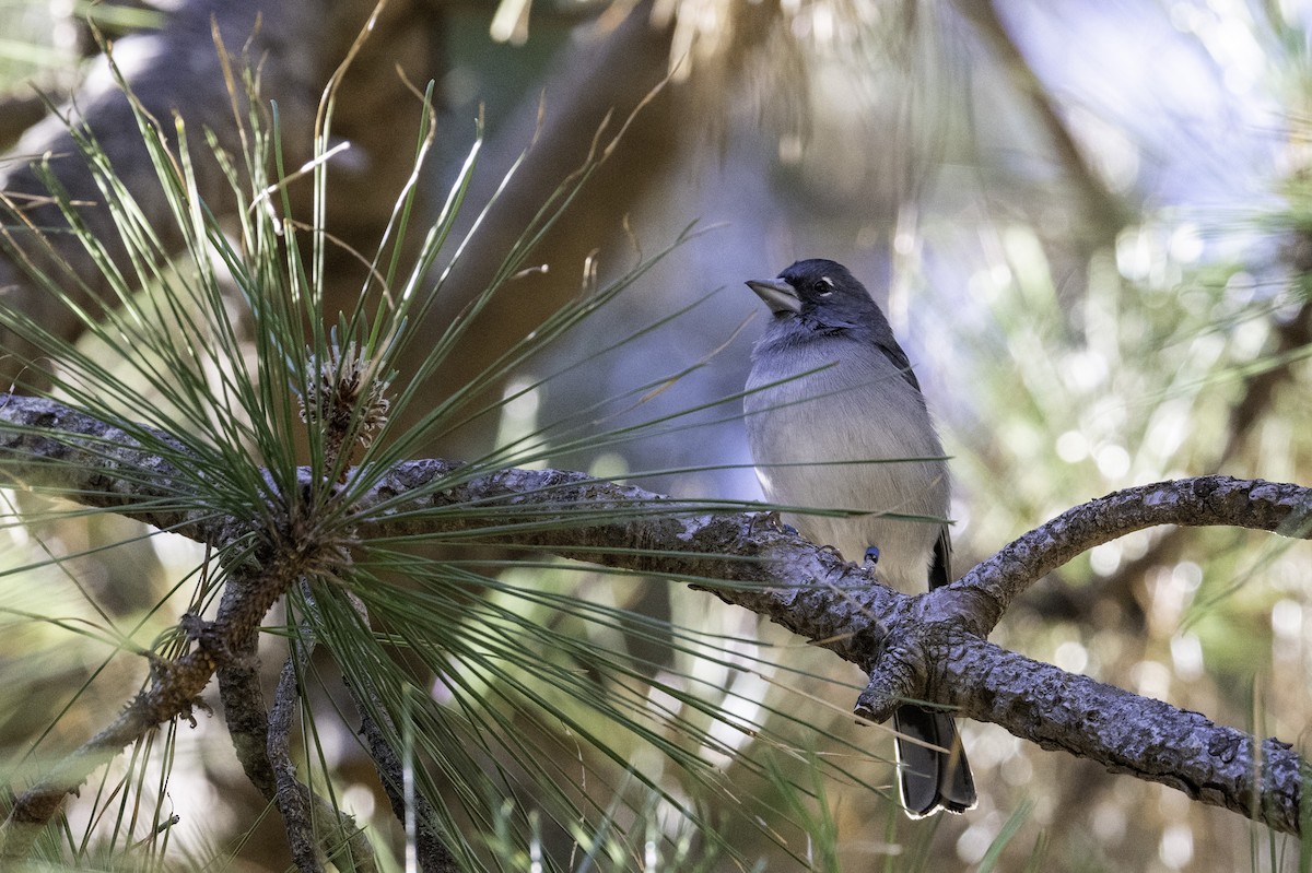 Gran Canaria Blue Chaffinch - ML625927585