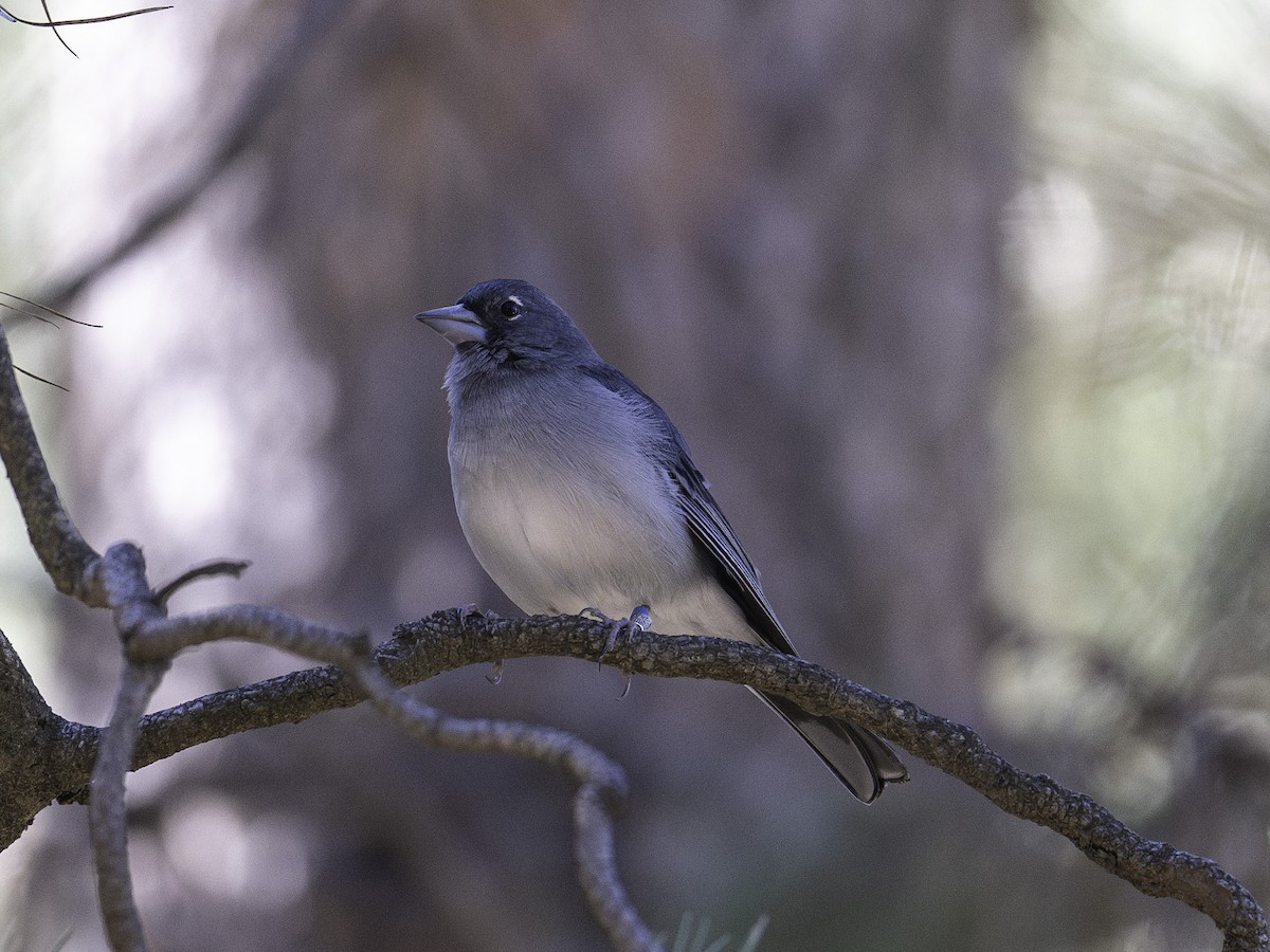 Gran Canaria Blue Chaffinch - ML625927589