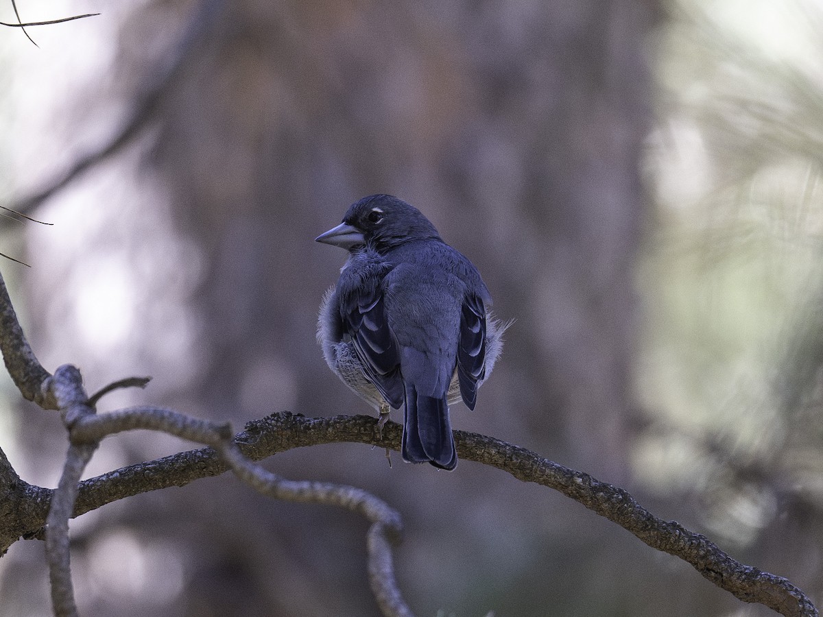 Gran Canaria Blue Chaffinch - ML625927594