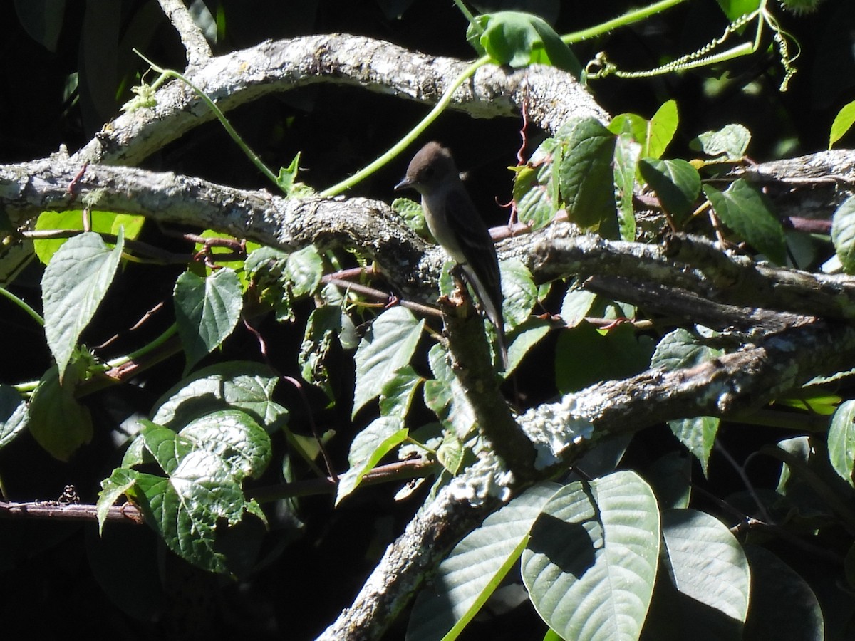 Dusky-capped Flycatcher - ML625927596