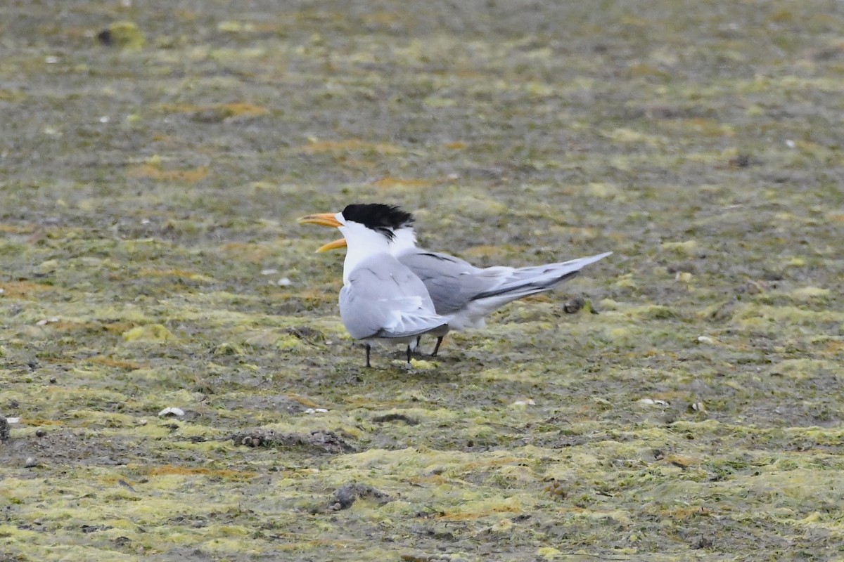 Great Crested Tern - ML625927623