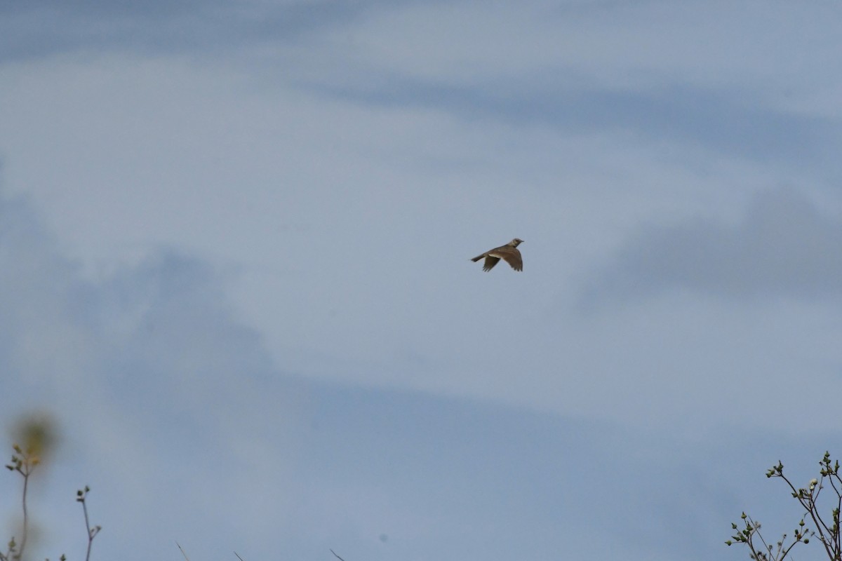 Eurasian Skylark - ML625927631