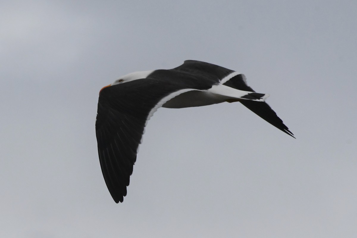 Pacific Gull - ML625927650