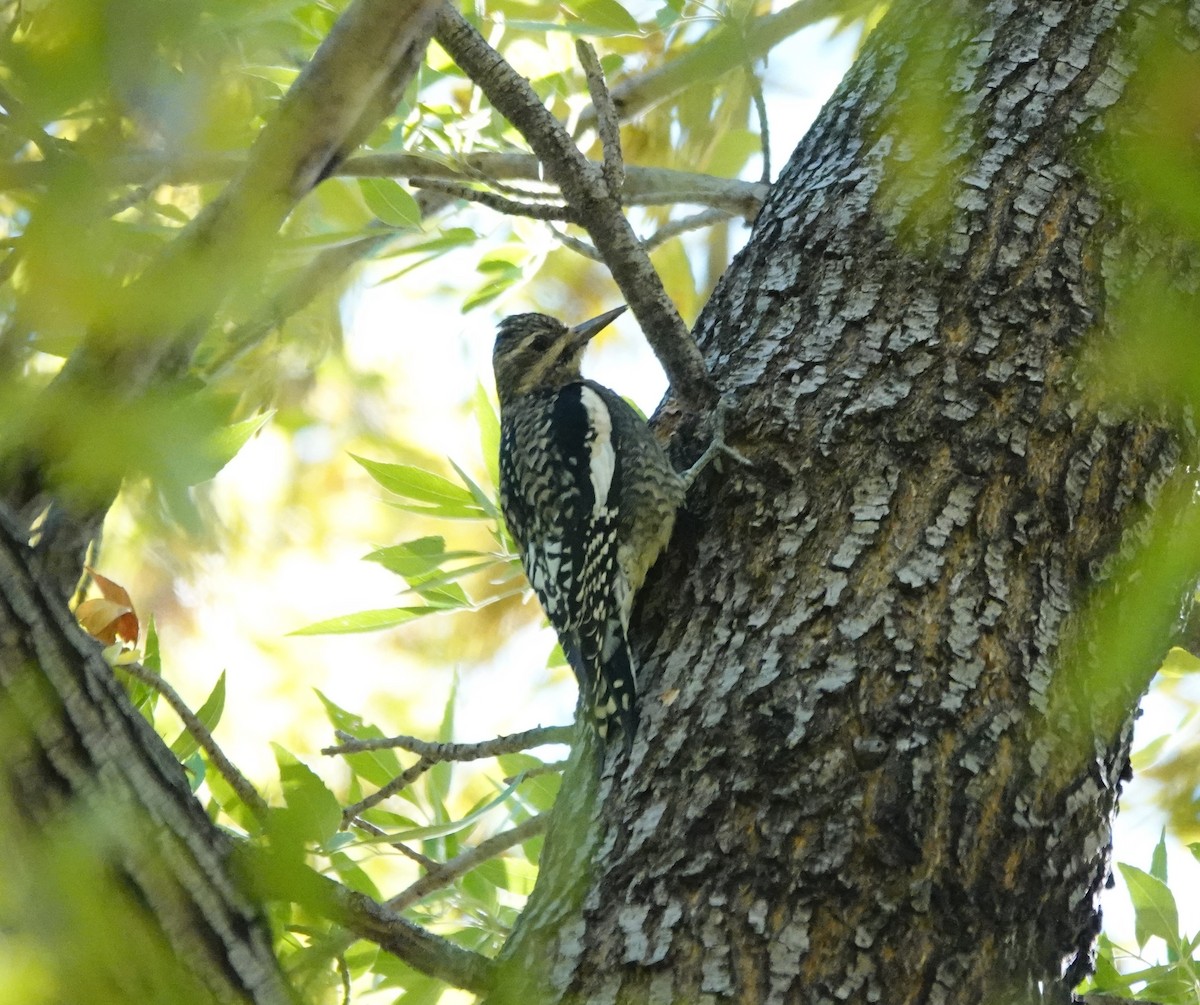 Yellow-bellied Sapsucker - ML625927766