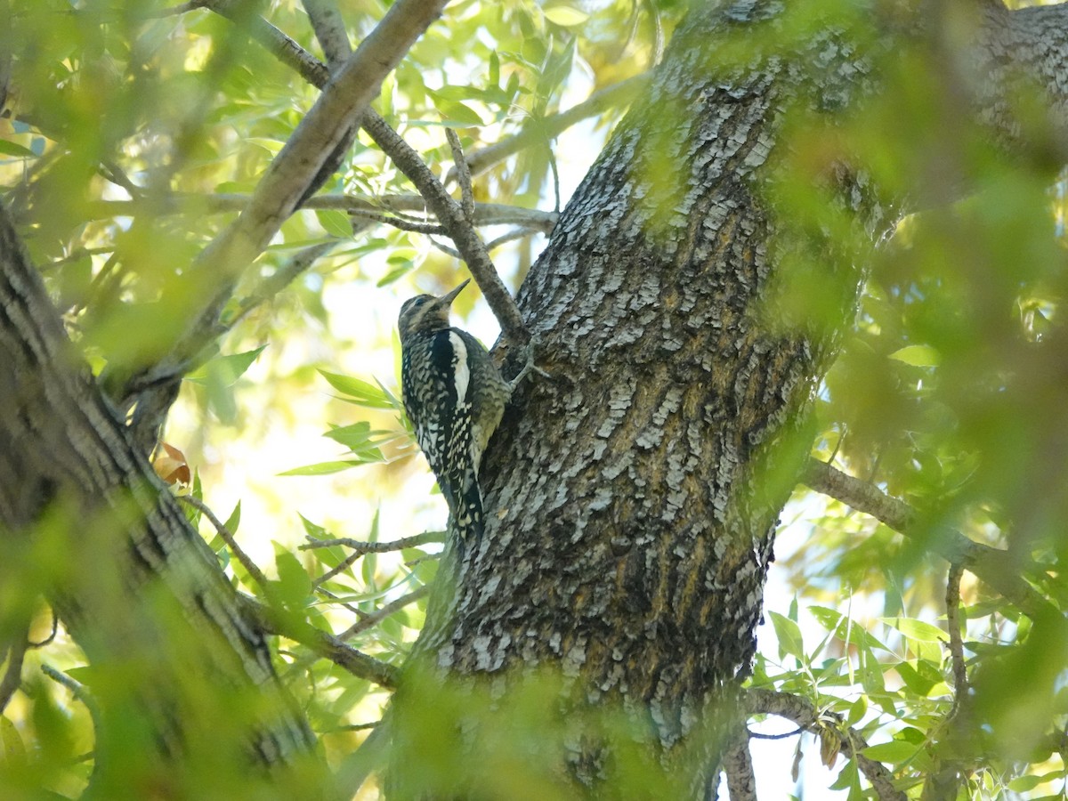 Yellow-bellied Sapsucker - ML625927768