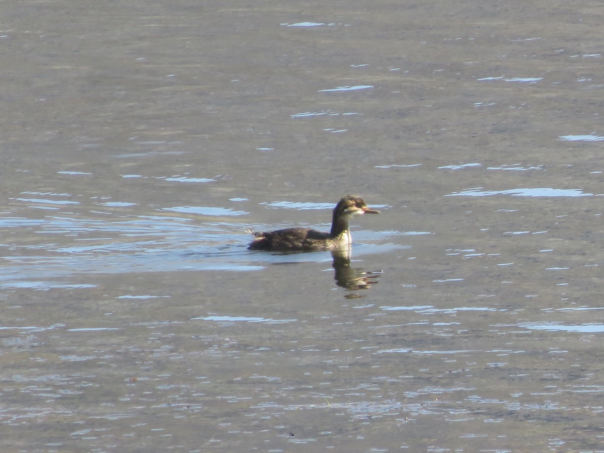 White-tufted Grebe - ML625927785