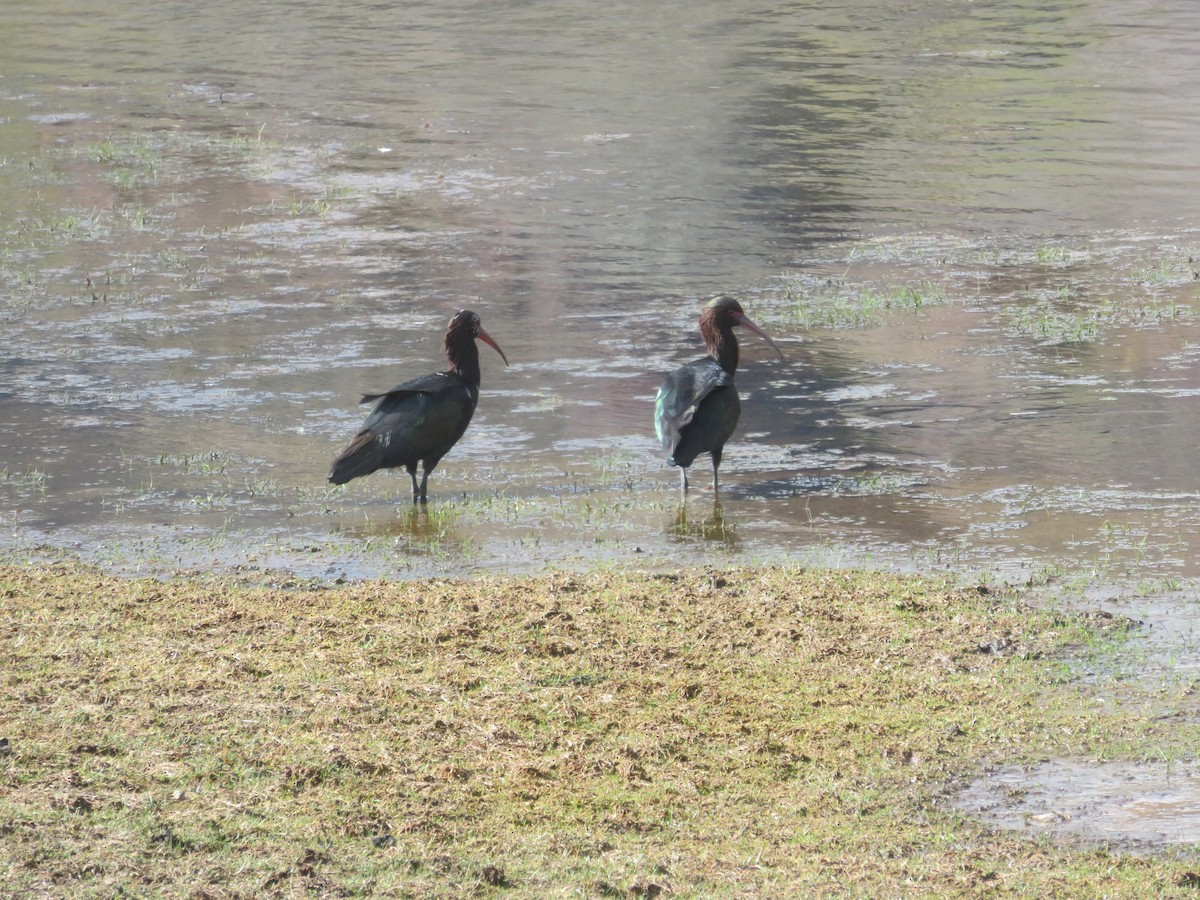 Puna Ibis - ML625927917