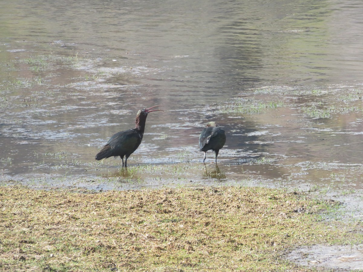 Puna Ibis - ML625927929