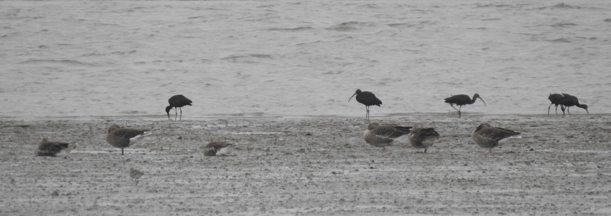 Graylag Goose - Pedro Moreira