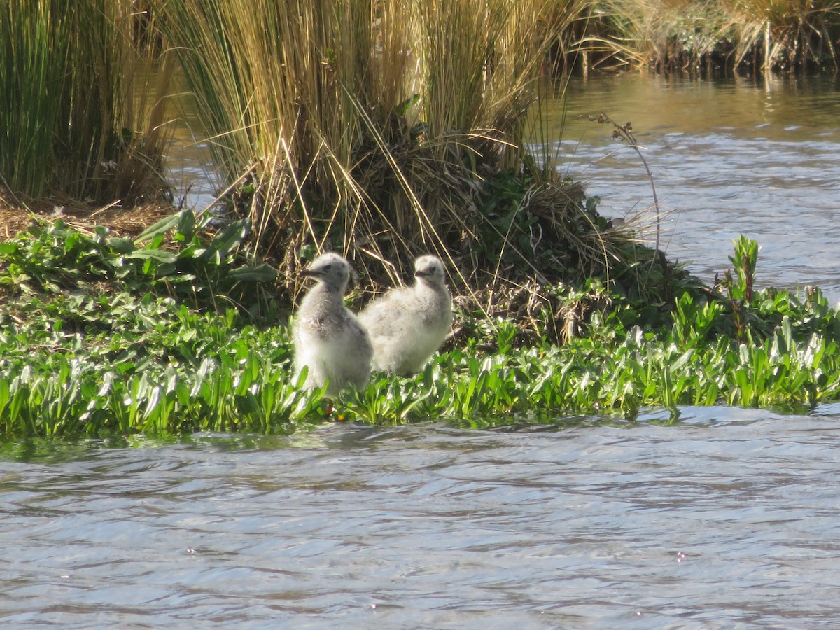 Andean Gull - ML625928013
