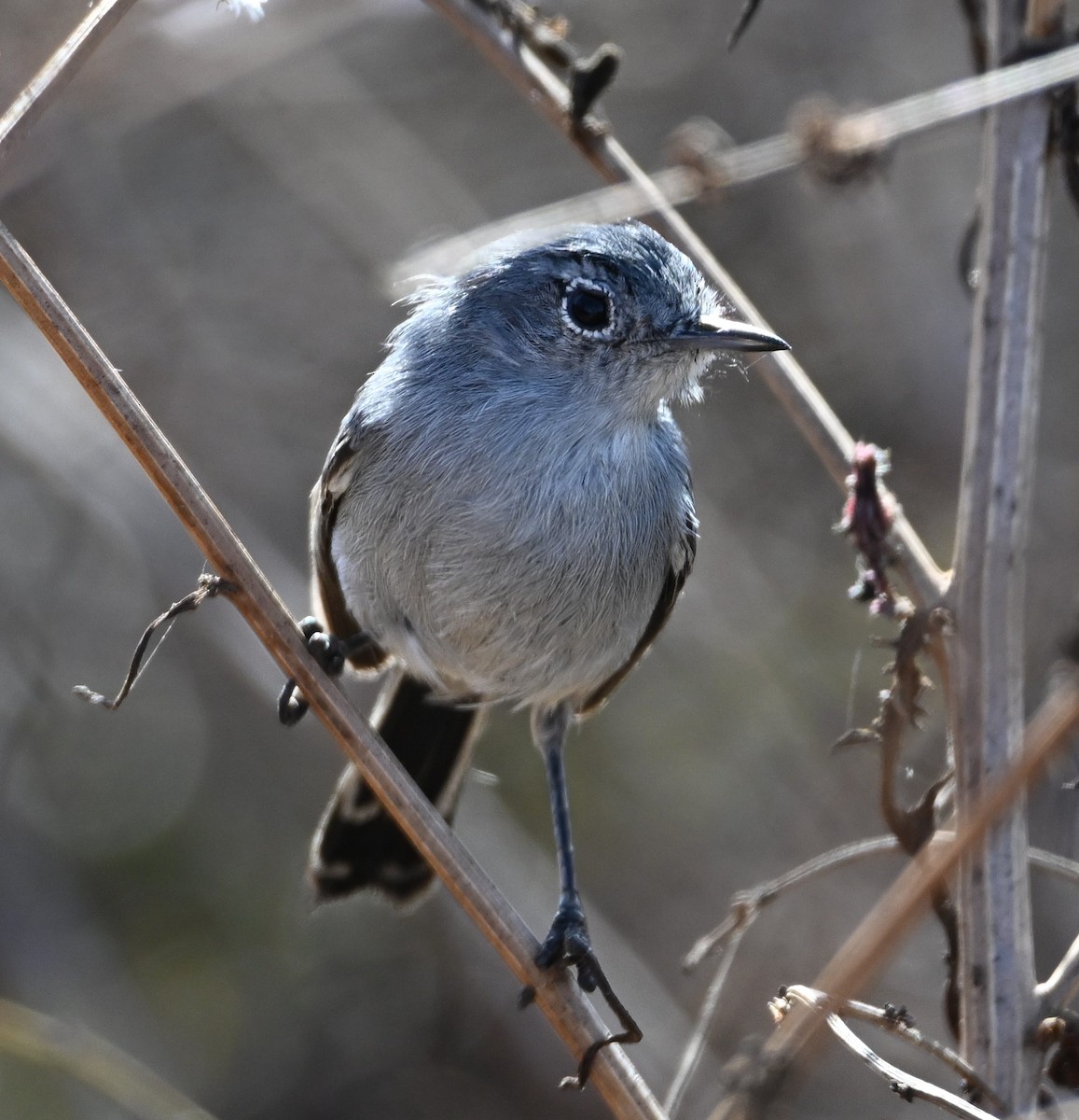 California Gnatcatcher - ML625928015