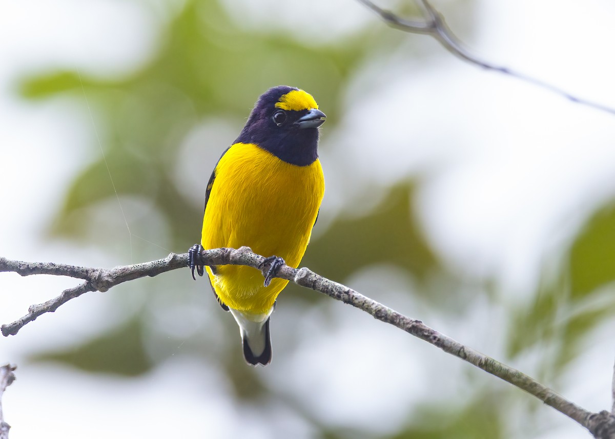 West Mexican Euphonia - Quinn Diaz