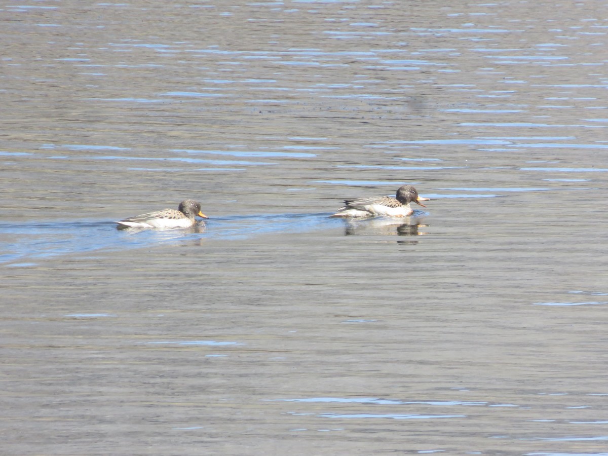 Yellow-billed Teal - ML625928093