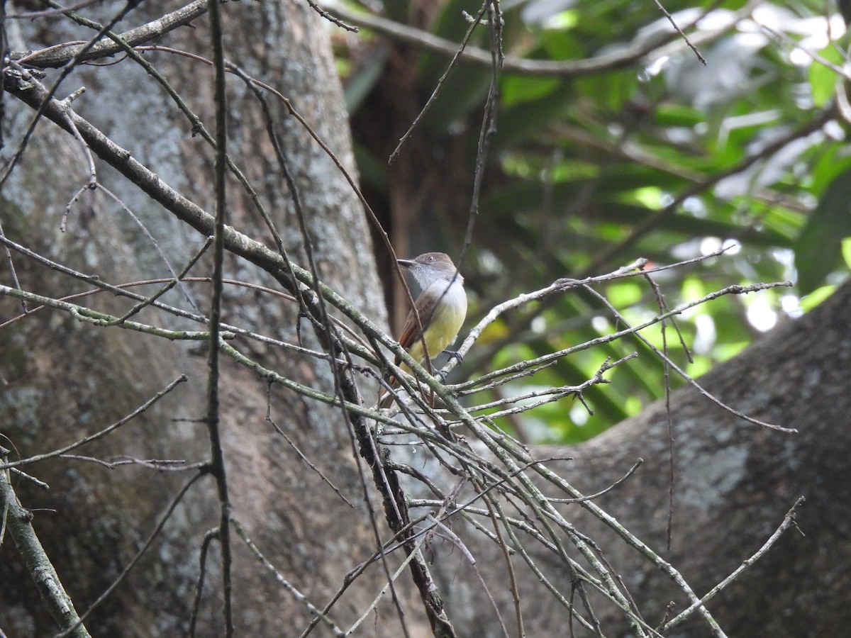 Dusky-capped Flycatcher - ML625928141