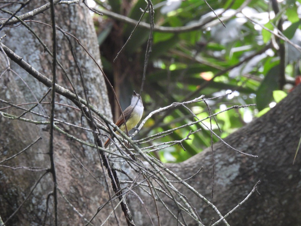 Dusky-capped Flycatcher - ML625928145