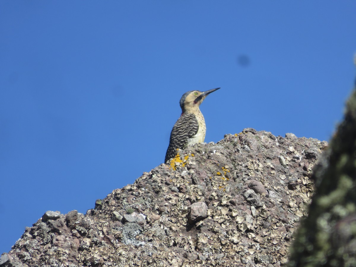 Andean Flicker - ML625928181