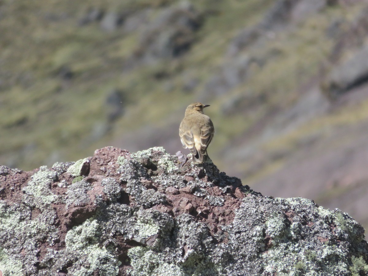 Dark-winged Miner - ML625928267