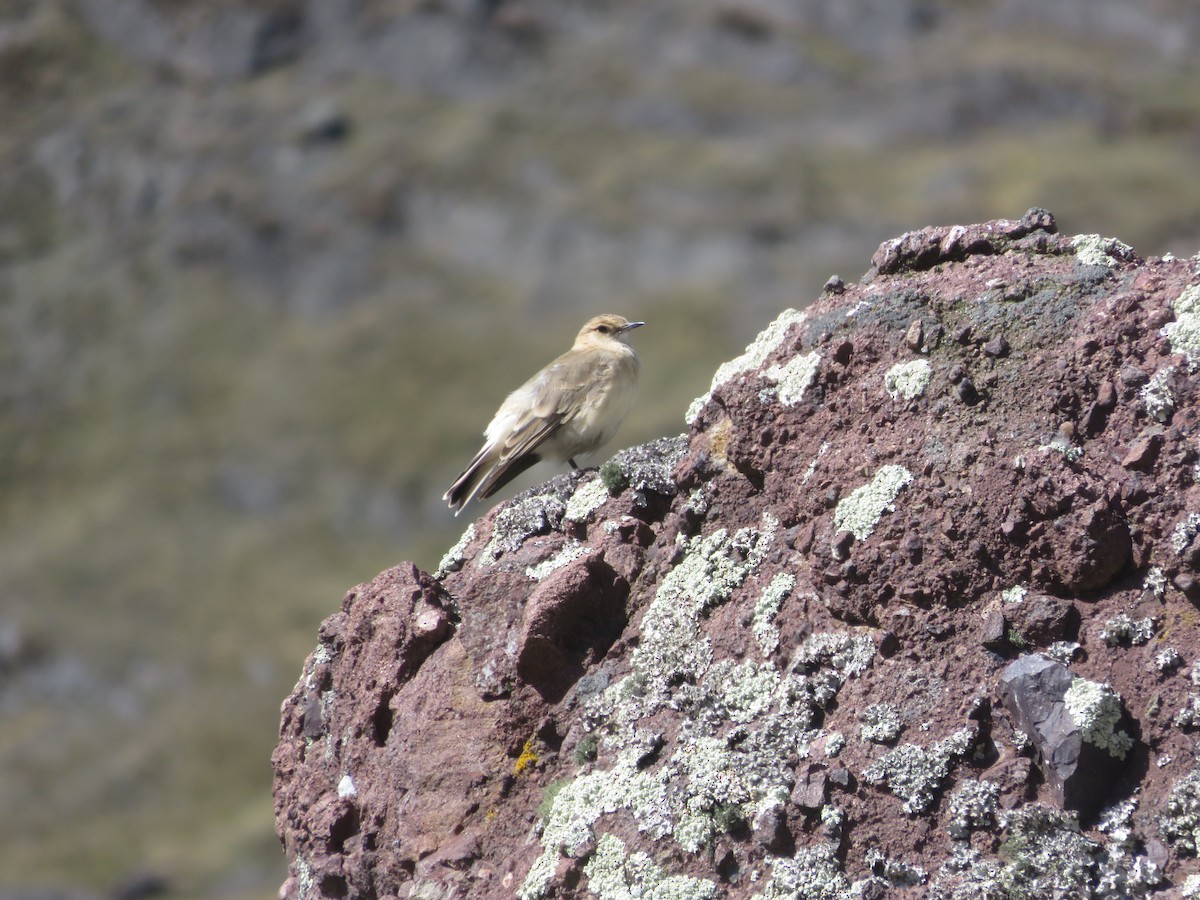 Dark-winged Miner - ML625928329