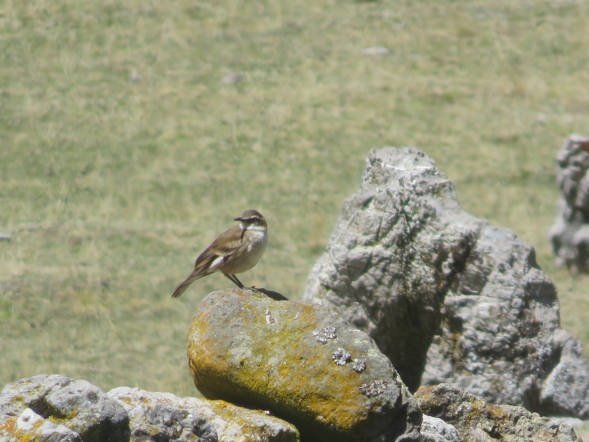 Cream-winged Cinclodes - ML625928382