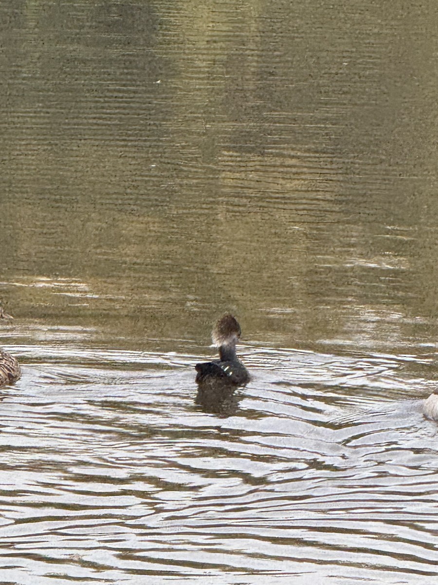 Hooded Merganser - ML625928603
