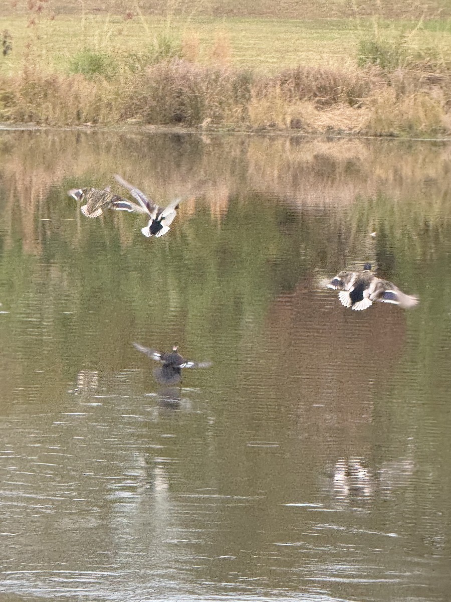 Hooded Merganser - ML625928610