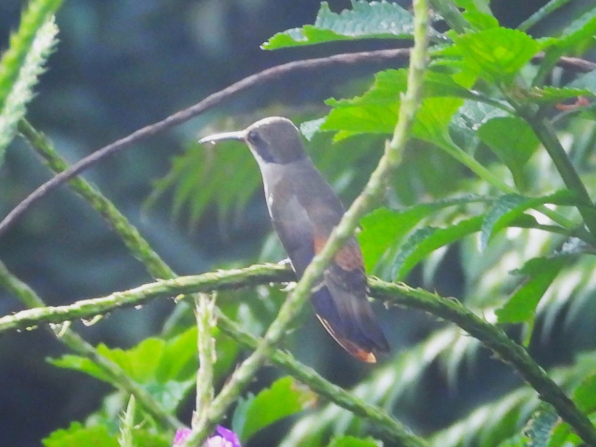 Brown Violetear - ML625928615