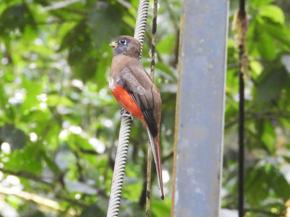 Collared Trogon - ML625928619