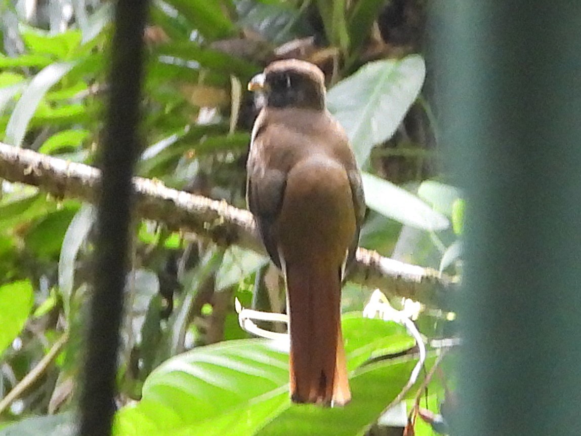 Collared Trogon - ML625928620