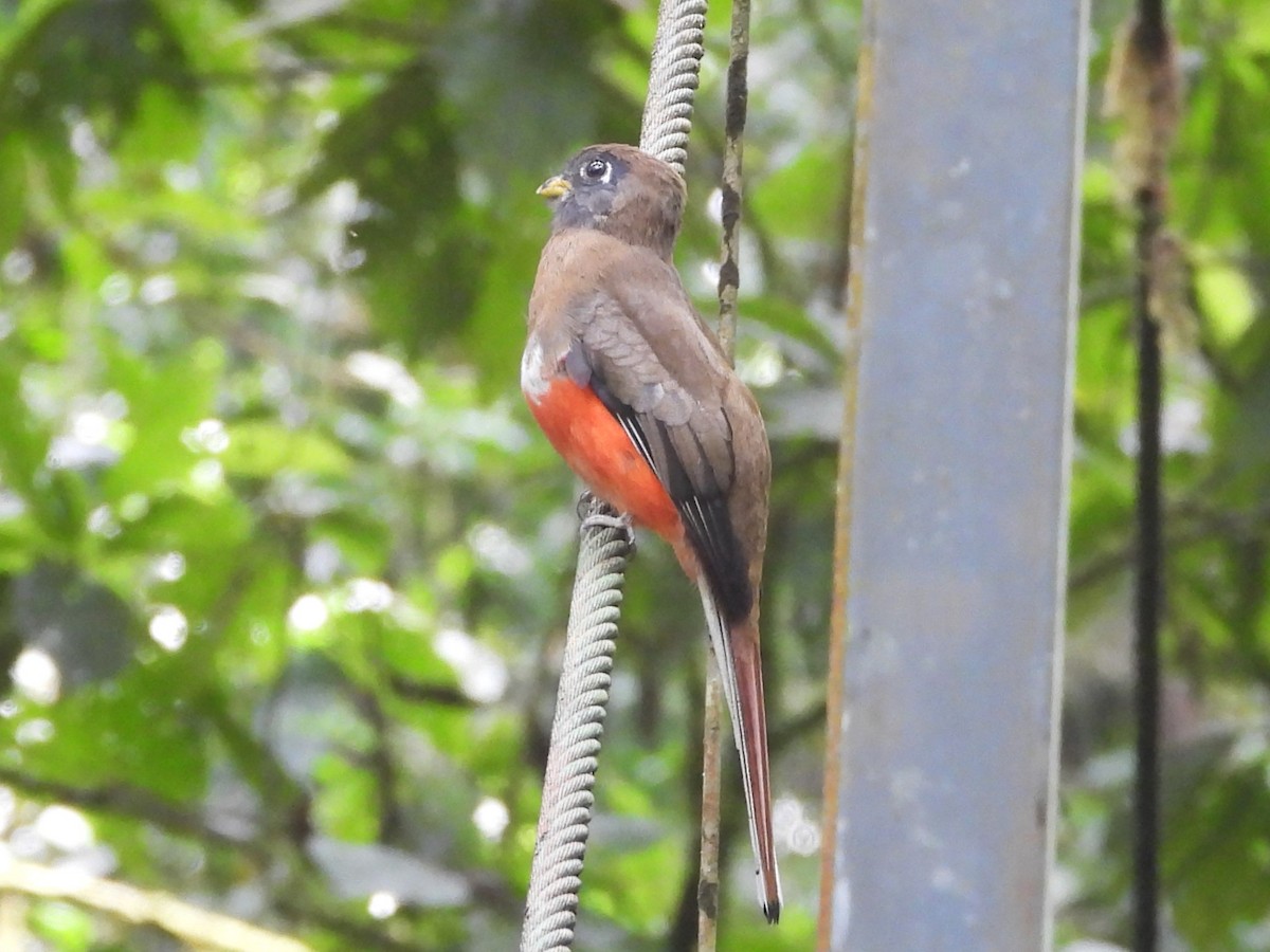 Collared Trogon - ML625928621