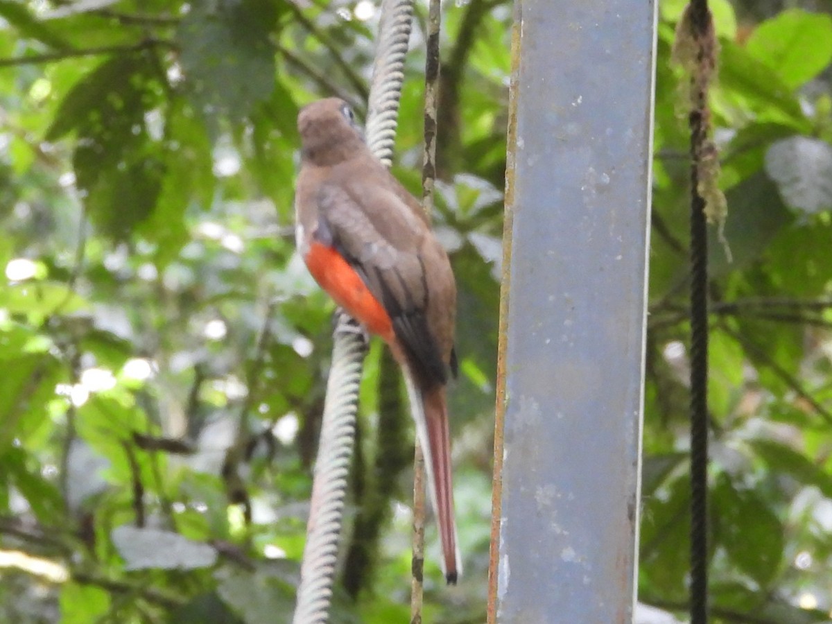 Collared Trogon - ML625928622