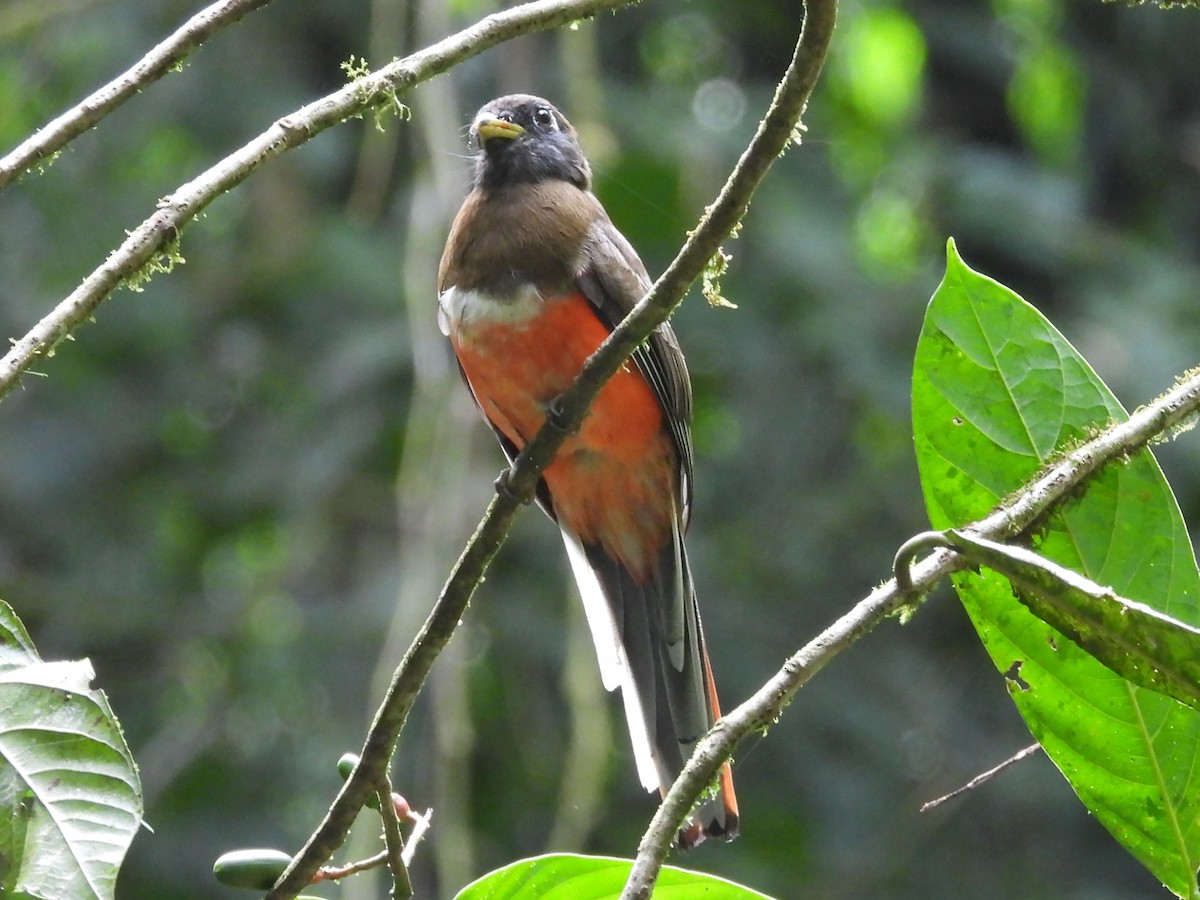 Collared Trogon - ML625928623