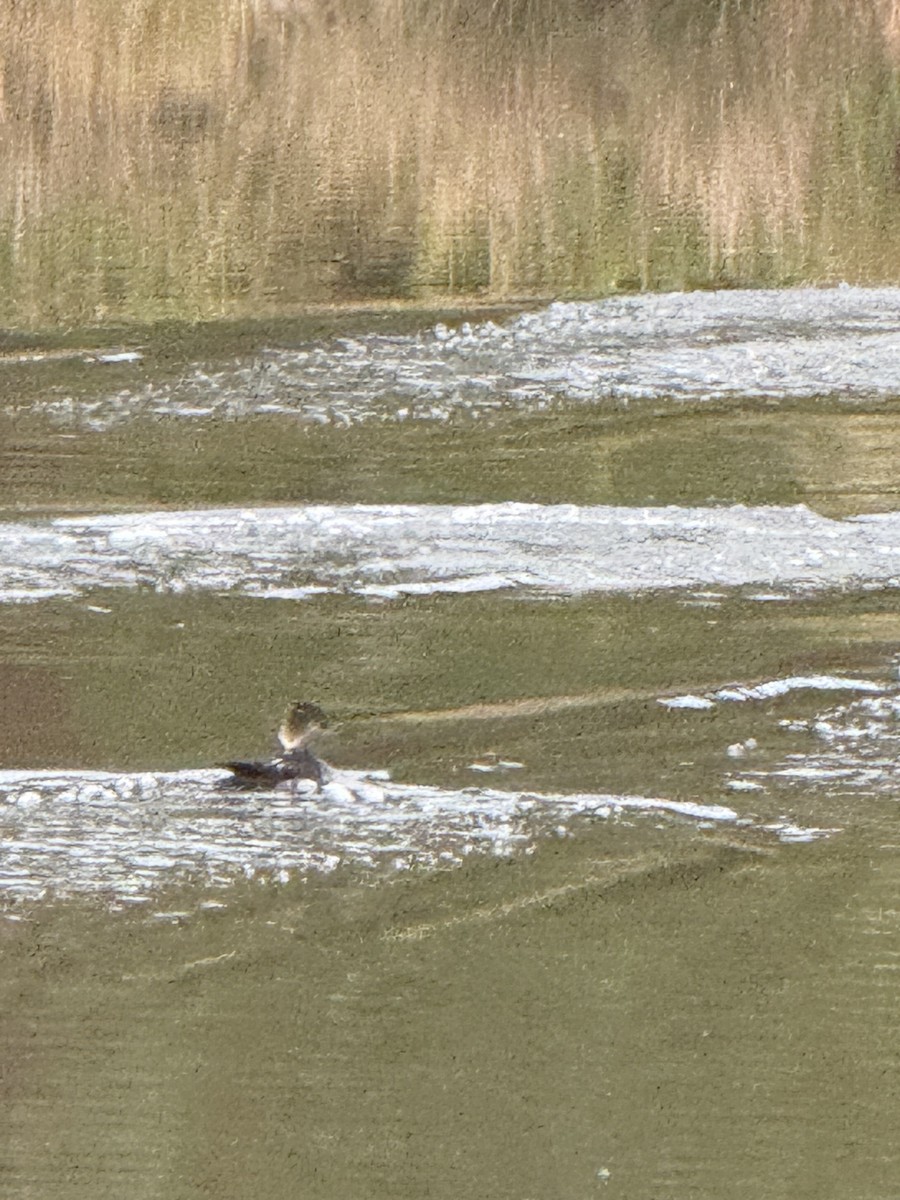 Hooded Merganser - ML625928626