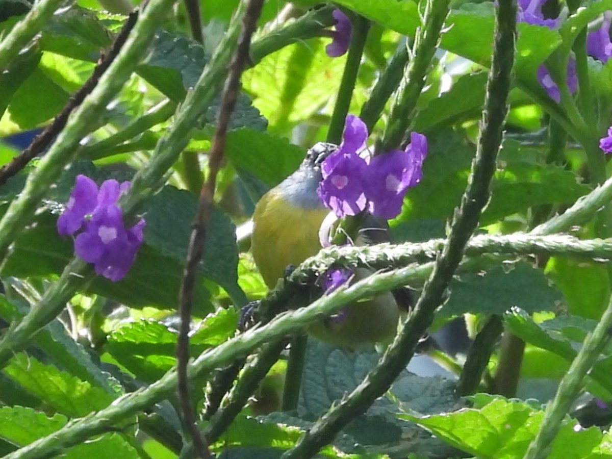 Silver-throated Tanager - ML625928629