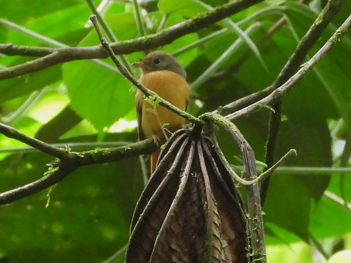 Ruddy-tailed Flycatcher - ML625928635