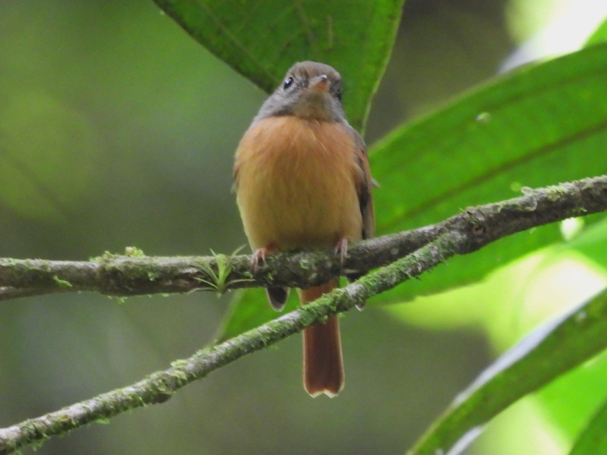 Ruddy-tailed Flycatcher - ML625928636