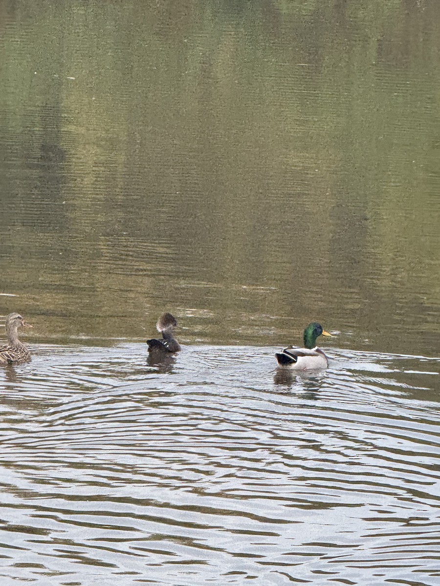Hooded Merganser - ML625928649