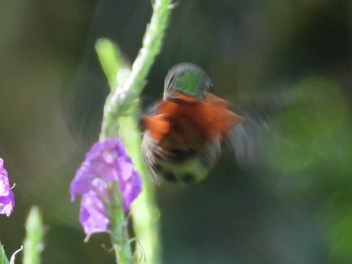 Rufous-tailed Hummingbird - ML625928652